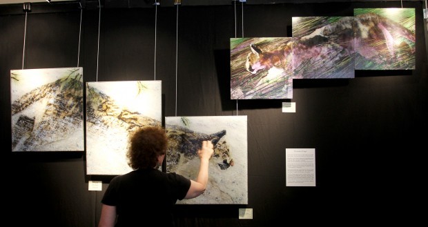 Art in the animals: New museum exhibit showcases world-renowned glass wildlife artist